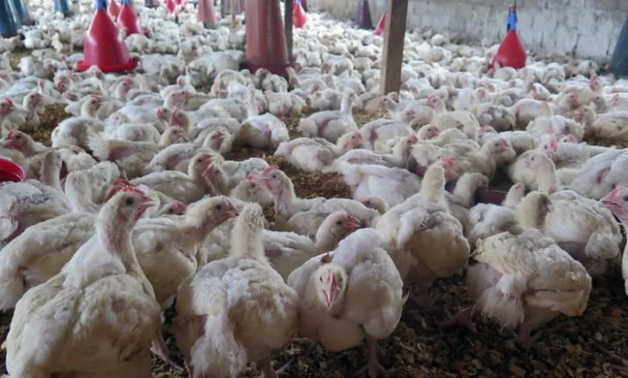 Птичий грипп H3N8: первый случай заболевания человека обнаружен в Китае