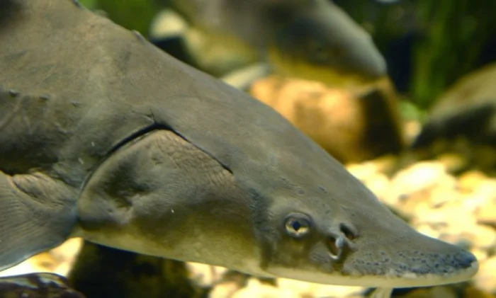 В США поймали гигантского осетра, которому больше 100 лет