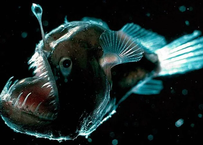 Рыба видит цвета в морских глубинах благодаря генной адаптации