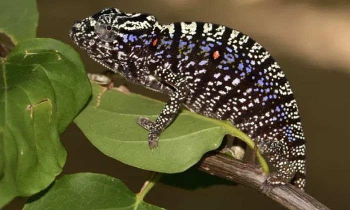 Последний раз мы видели этого хамелеона в 1913 году!