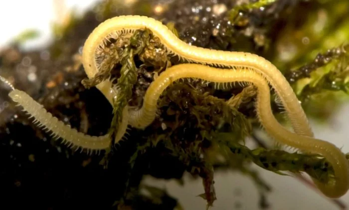 Впервые обнаружена многоножка, имеющая 1306 ног