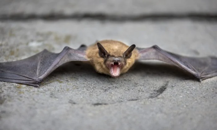 Кровавая дружба: как летучие мыши-вампиры зовут друг друга на ужин