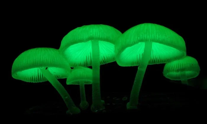 Почему грибы светятся в темноте: наука о биолюминесценции