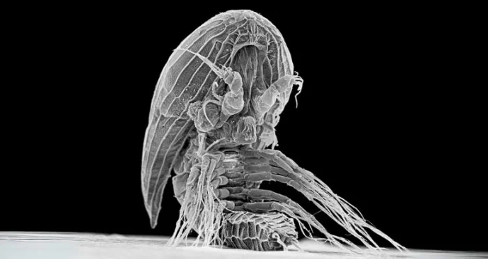 Ученые раскрыли тайну «инопланетных» личинок, десятилетиями остававшихся загадкой для науки