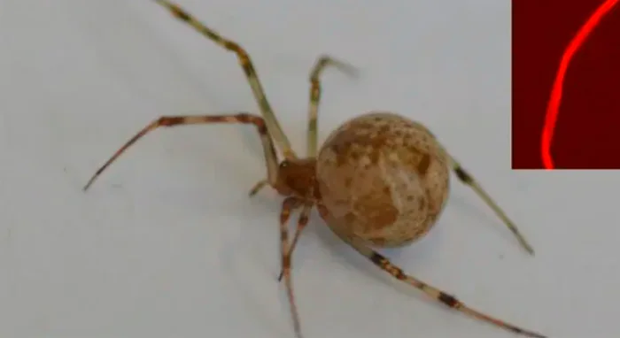 Ученые создали первого в мире генетически модифицированного паука, производящего красную флуоресцентную паутину