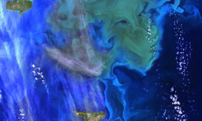 Учёные выяснили, как водоросли пережили гибель динозавров без света