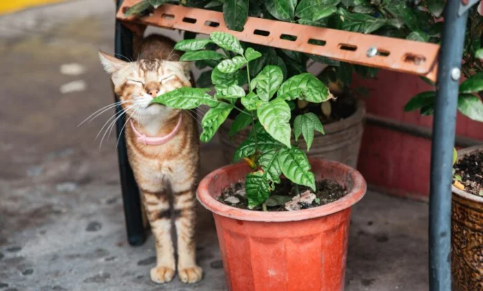 Согласно исследованию, люди без обоняния дышат (совершенно) по-другому