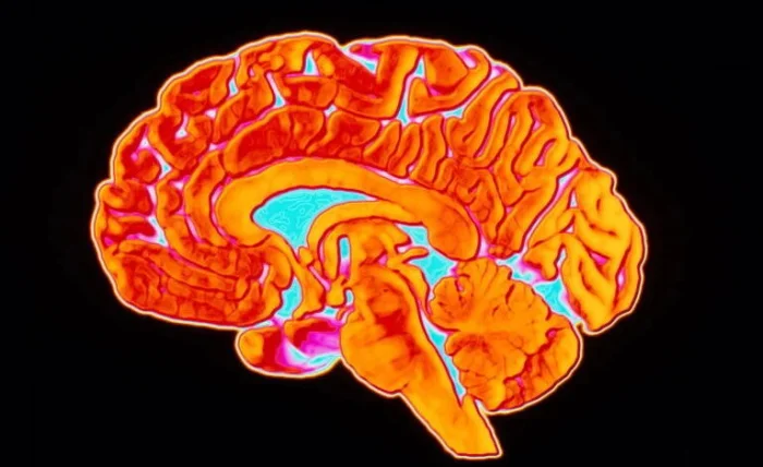 Новое исследование показало, что место проживания может влиять на здоровье вашего мозга