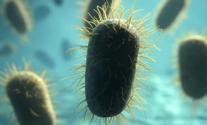 Ученые нашли новый способ борьбы с супербактериями с помощью вирусов