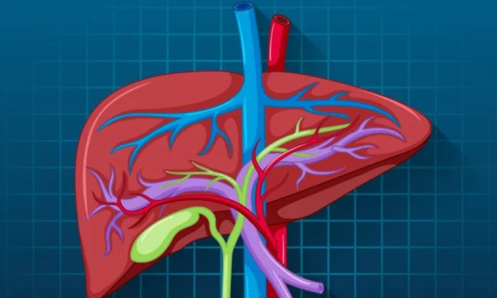 Жировая болезнь печени связана с повышенным риском смерти от различных заболеваний