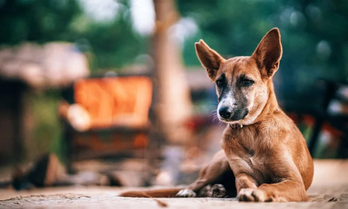 Почему бешенство вызывает боязнь воды?