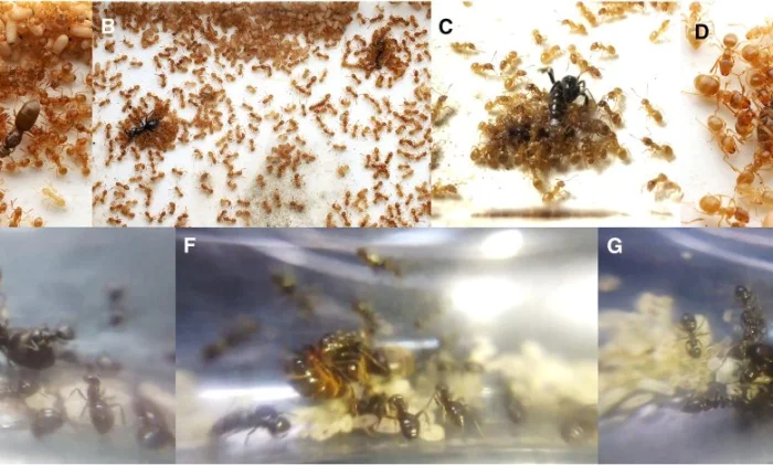 Учёные зафиксировали, как муравьиная матка-паразит заставляет рабочих убить их собственную мать с помощью "химического оружия"