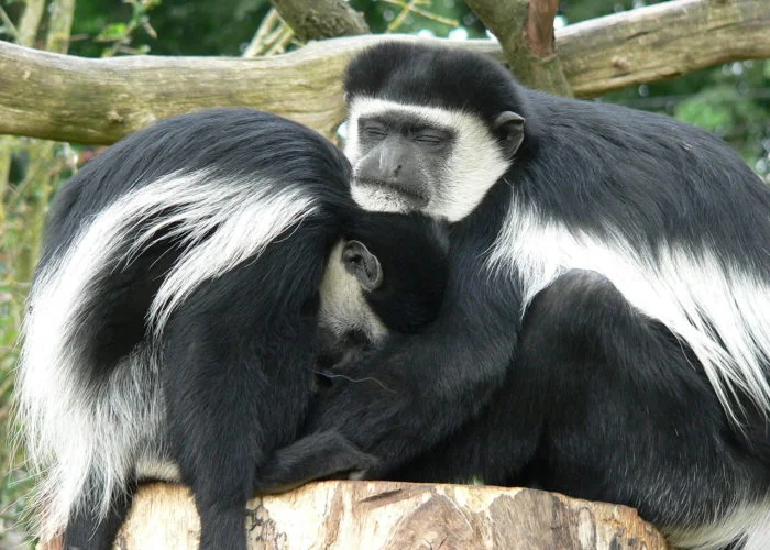Обезьяна исчезающего вида родилась в зоопарке в Вене