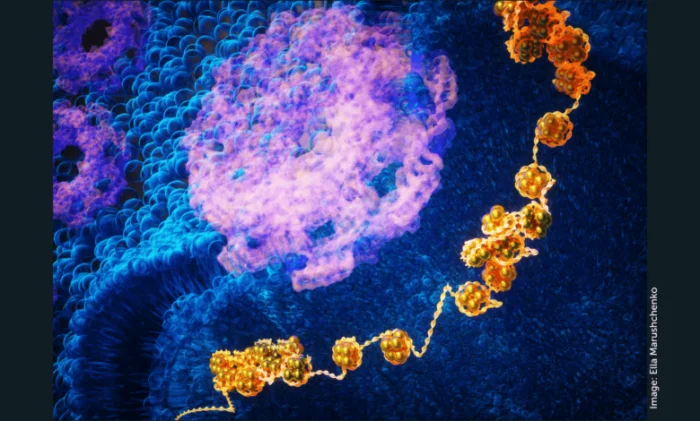 Стволовые клетки без прошлого: учёные научились стирать эпигенетическую память
