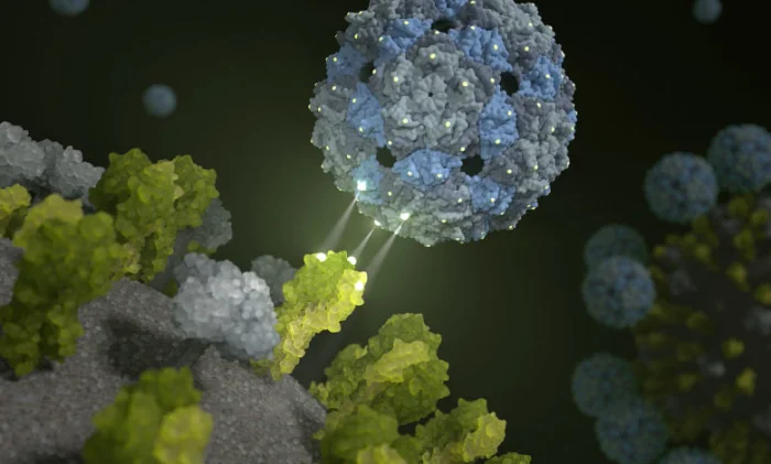 Вирусы-ловушки: как фаги обманывают грипп