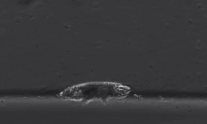 Ученые выяснили, как именно ходят тихоходки