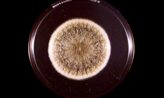 Токсичный грибок из древних гробниц может помочь в борьбе с лейкемией