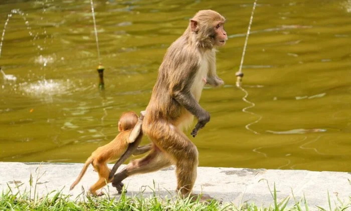 43 сбежавшие макаки разбежались по Южной Каролине