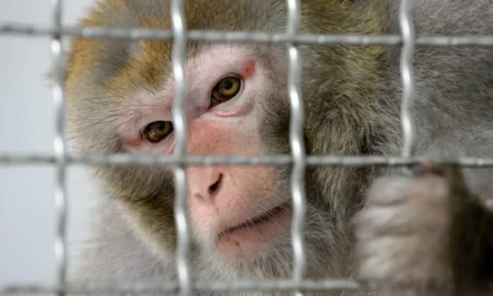 У приматов обнаружены антитела после заражения Covid-19