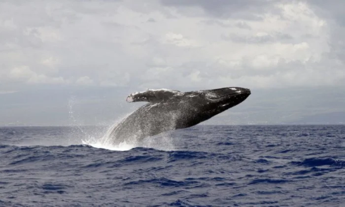 Горбатый кит проплыл 5000 км с переломом позвоночника