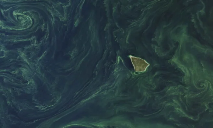 Древние микроорганизмы превратили Балтийское море в зеленое пятно