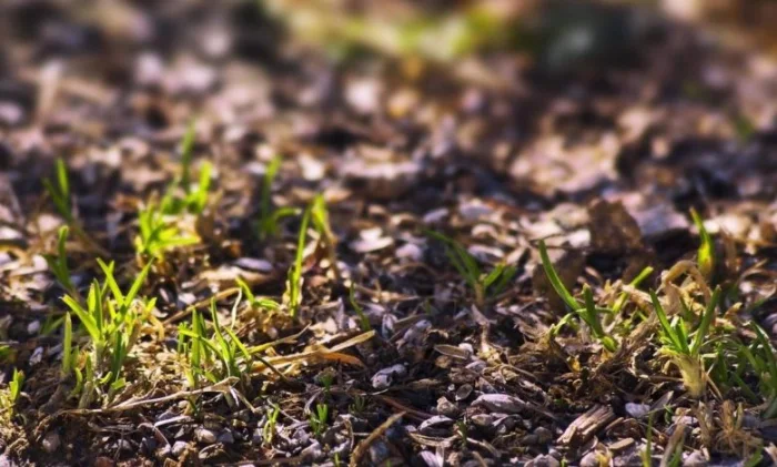 Сотрудники Института открыли новые для науки формы гумуса