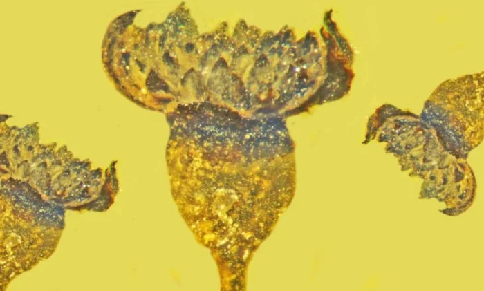 Открытие нового вида "ископаемого" цветка возрастом 100 миллионов лет