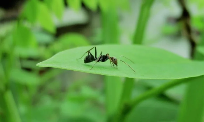 У муравьев есть удивительный способ защиты от инфекций!