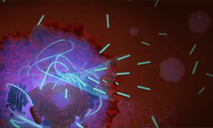 Рак: многообещающее новое лечение удушает раковые клетки в течение нескольких часов