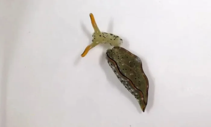 Морские слизни полностью отделять голову, чтобы регенерировать новое тело