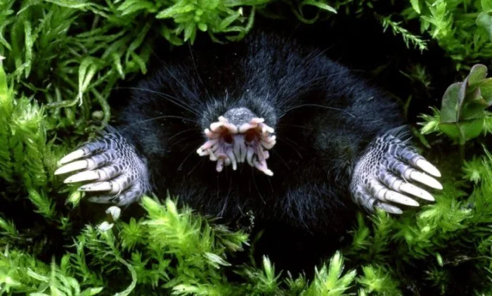 Топ-15 самых необычных и уродливых животных планеты