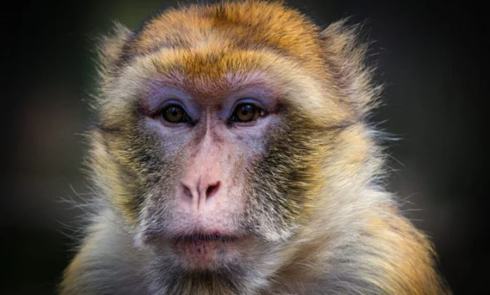 Обнаружен "универсальный" паттерн мозговых волн среди приматов