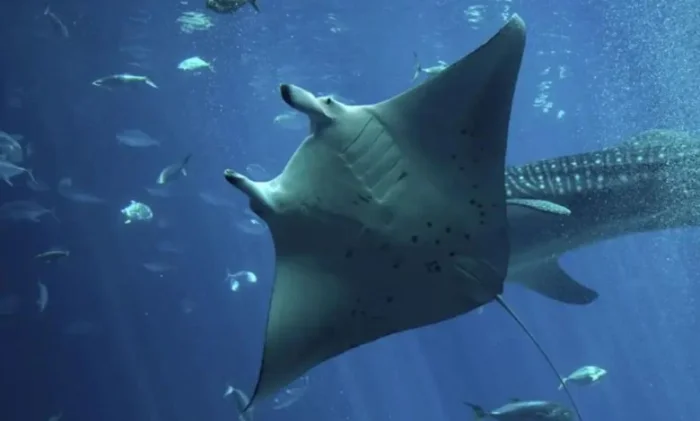 Учёные выяснили, что гигантские манты ныряют на глубину более километра для навигации