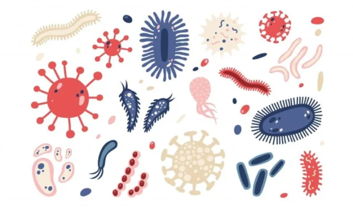 Сантиметровая бактерия: учёные нашли самого крупного микроба в мире