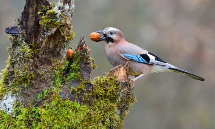 Сойки умеют мысленно путешествовать во времени — открытие ученых