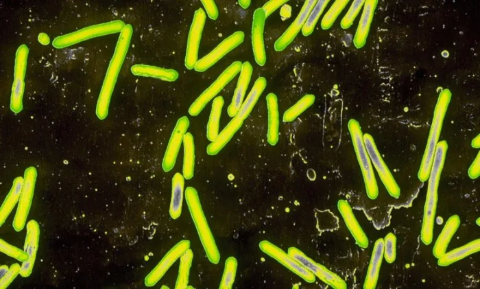 Прививка от столбняка помогла сократить метастазы рака поджелудочной на 87%