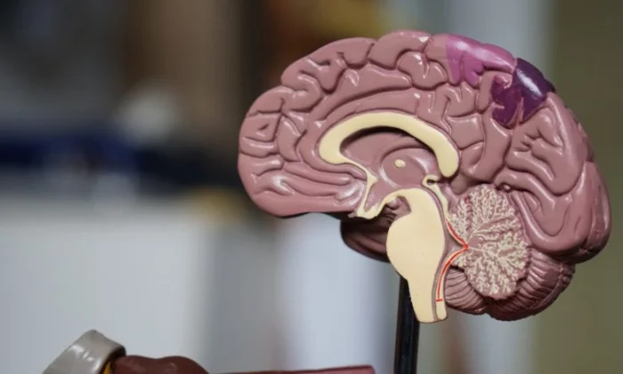 Новый препарат от деменции успешно прошел первые испытания на безопасность