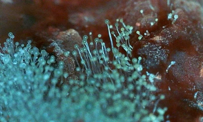 Грибки-убийцы идут на север: предупреждение ученых