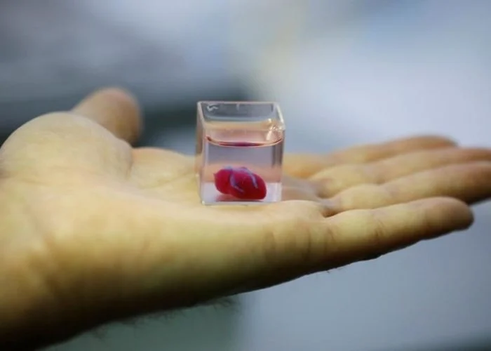 В Израиле впервые напечатали живое сердце на 3D-принтере