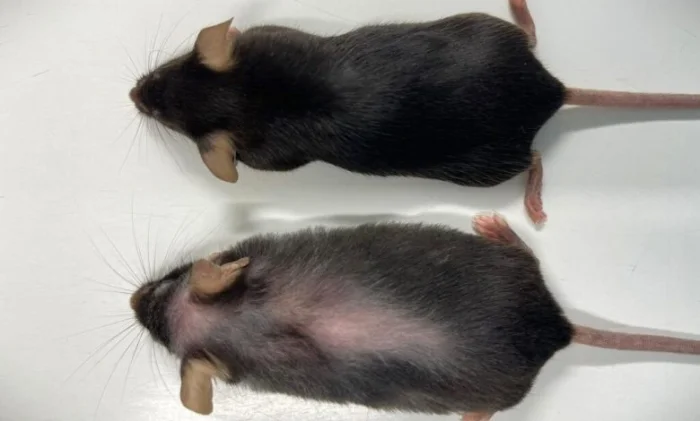 Открытие: деактивация воспалительного белка увеличивает продолжительность жизни и здоровье мышей