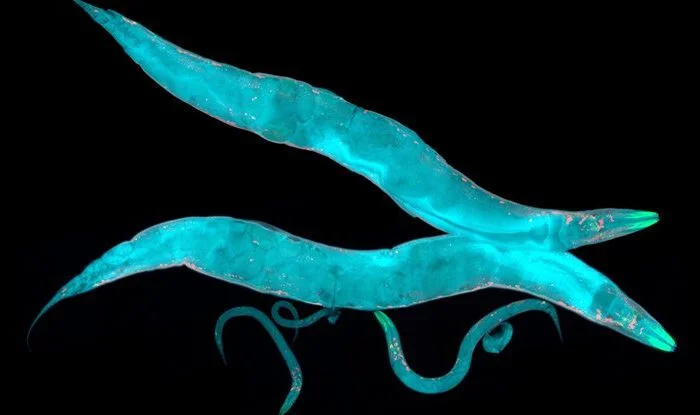 Прочитано 10 веб-страниц
Нервные клетки научились передавать память через поколения
10 веб-страниц