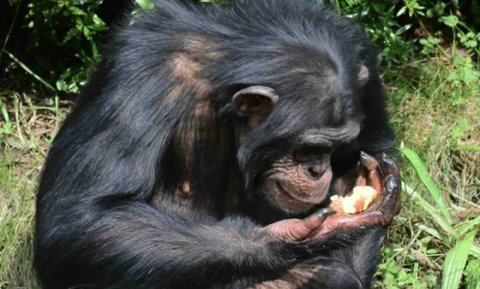 Шимпанзе ежедневно употребляют алкоголь: открытие ученых