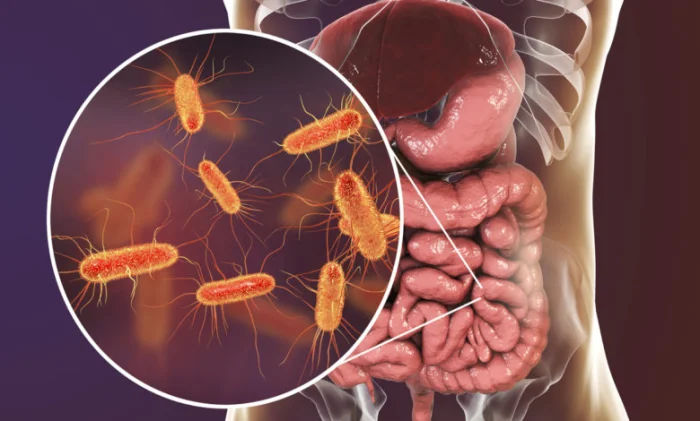 Влияют ли кишечные бактерии на сон?