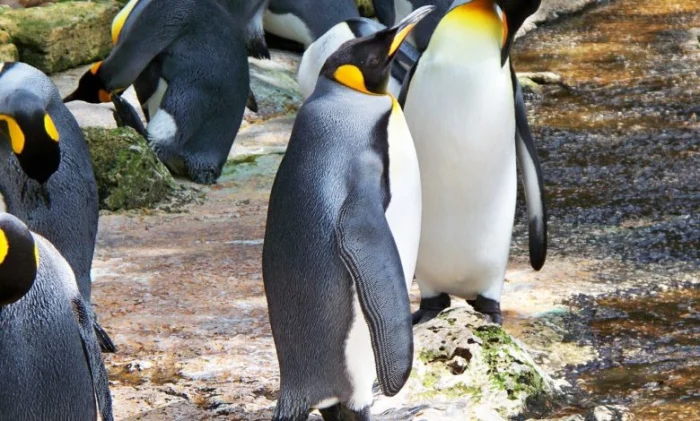 Ученых опьянили пингвины в Антарктиде