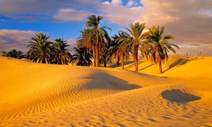 Пальмы были выращены из 2000-летних семян