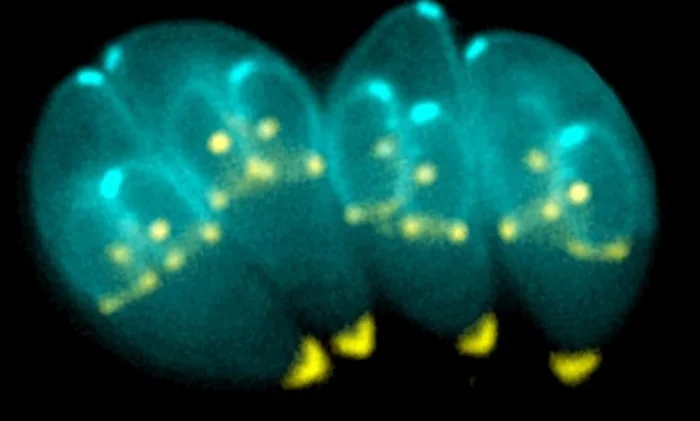 Обнаружен механизм, позволяющий очистить мозг от распространенного паразита
