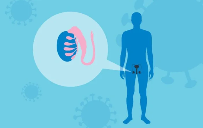 Ученые подтвердили: COVID-19 реально влияет на фертильность мужчин