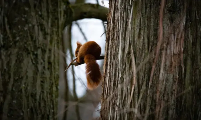 Зачем животным хвост: 7 неожиданных функций