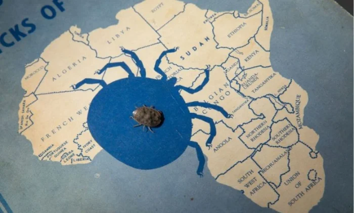 Африканские клещи ставят рекорд: 8 лет без еды