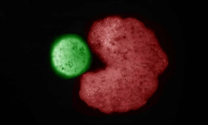 Ксеноботы: первые самовоспроизводящиеся живые роботы